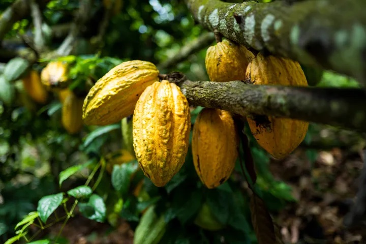 Cacao 1